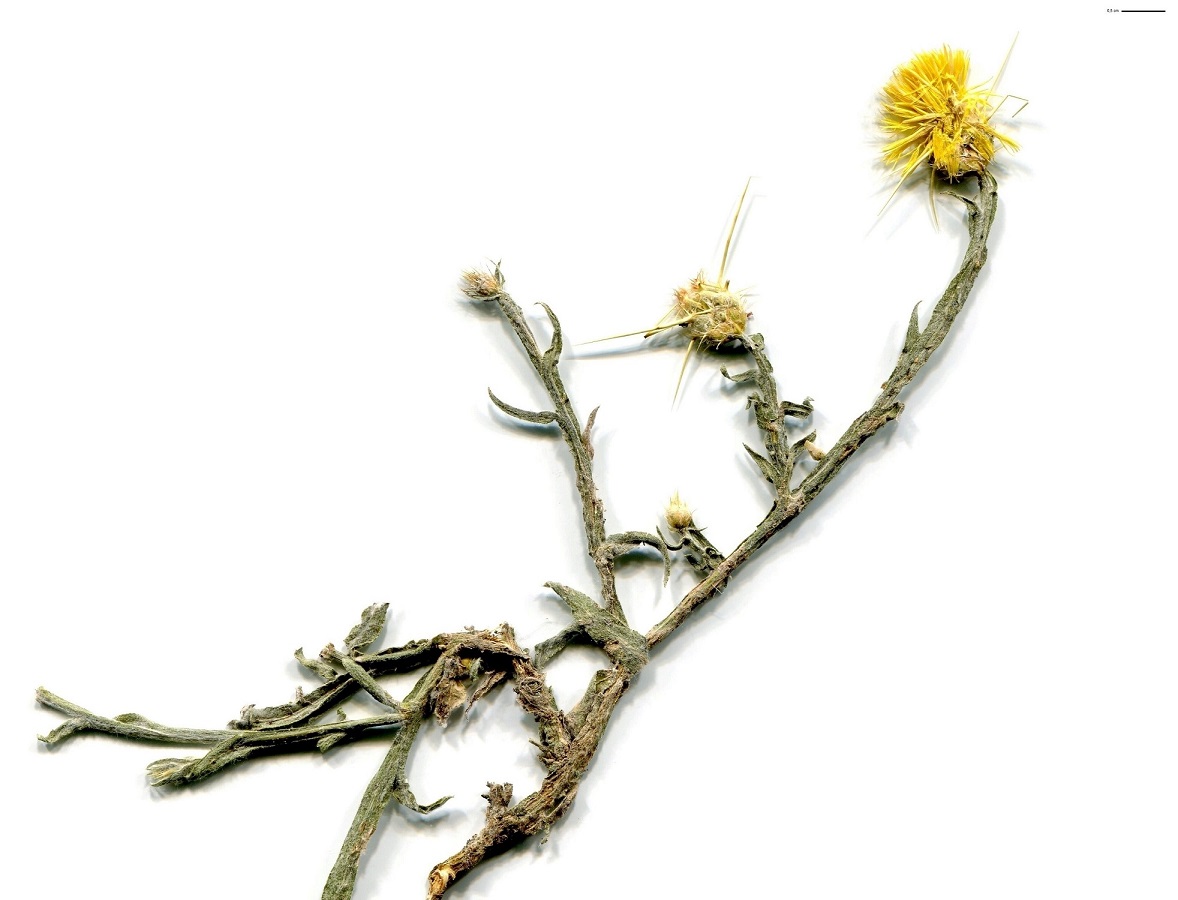 Centaurea solstitialis (Asteraceae)